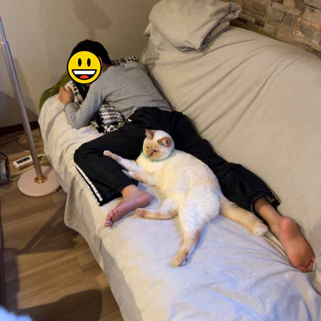山口市/美容室/美容院/猫カフェ/猫/シューケット/防府市/美祢市/萩市/周南市/宇部市/下関市/山口/島根/広島