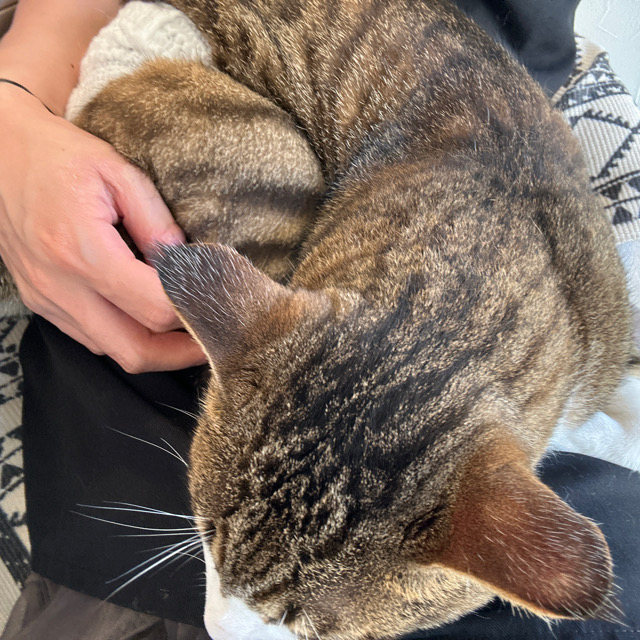 山口市/美容室/美容院/猫カフェ/猫/シューケット/防府市/美祢市/萩市/周南市/宇部市/下関市/山口/島根/広島 山口市/美容室/美容院/猫カフェ/猫/シューケット/防府市/美祢市/萩市/周南市/宇部市/下関市/山口/島根/広島
