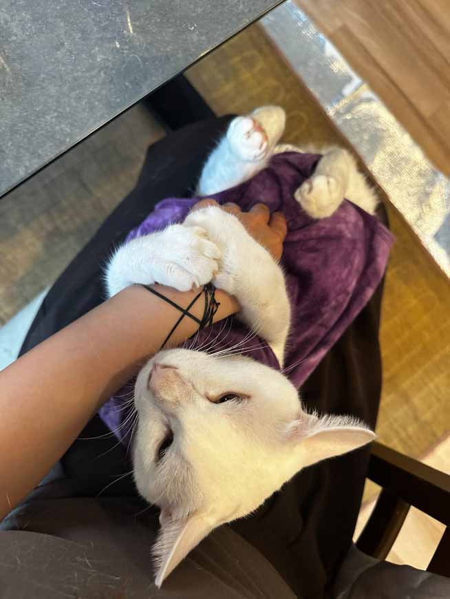 山口市/美容室/美容院/猫カフェ/猫/シューケット/防府市/美祢市/萩市/周南市/宇部市/下関市/山口/島根/広島