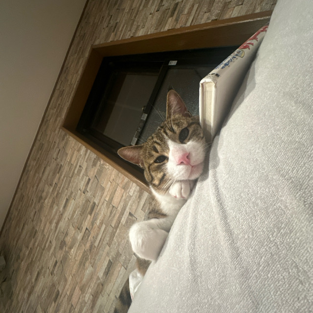 山口市/美容室/美容院/猫カフェ/猫/シューケット/防府市/美祢市/萩市/周南市/宇部市/下関市/山口/島根/広島 山口市/美容室/美容院/猫カフェ/猫/シューケット/防府市/美祢市/萩市/周南市/宇部市/下関市/山口/島根/広島