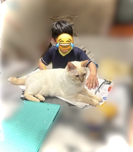 山口市/美容室/美容院/猫カフェ/猫/シューケット/防府市/美祢市/萩市/周南市/宇部市/下関市/山口/島根/広島