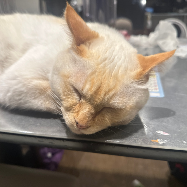 山口市/美容室/美容院/猫カフェ/猫/シューケット/防府市/美祢市/萩市/周南市/宇部市/下関市/山口/島根/広島
