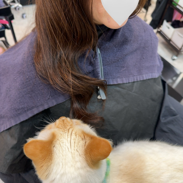 山口市/美容室/美容院/猫カフェ/猫/シューケット/防府市/美祢市/萩市/周南市/宇部市/下関市/山口/島根/広島