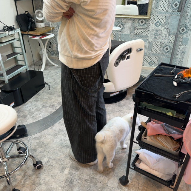 山口市/美容室/美容院/猫カフェ/猫/シューケット/防府市/美祢市/萩市/周南市/宇部市/下関市/山口/島根/広島