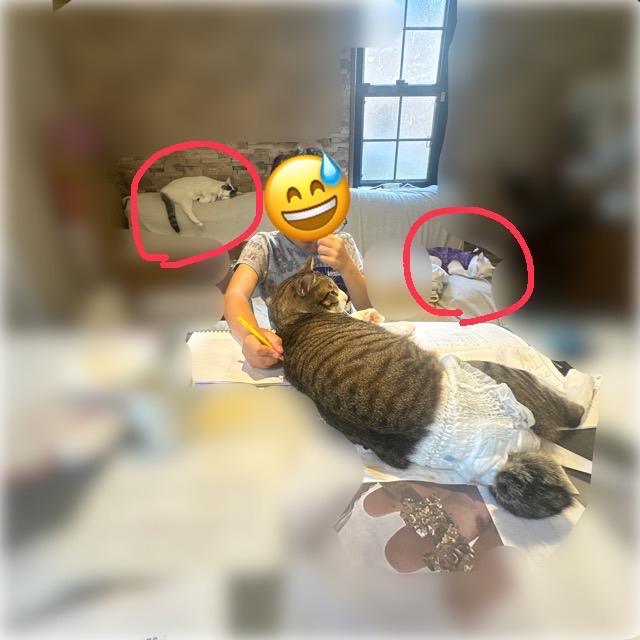 山口市/美容室/美容院/猫カフェ/猫/シューケット/防府市/美祢市/萩市/周南市/宇部市/下関市/山口/島根/広島