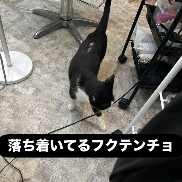 山口市/美容室/美容院/猫カフェ/猫/シューケット/防府市/美祢市/萩市/周南市/宇部市/下関市/山口/島根/広島