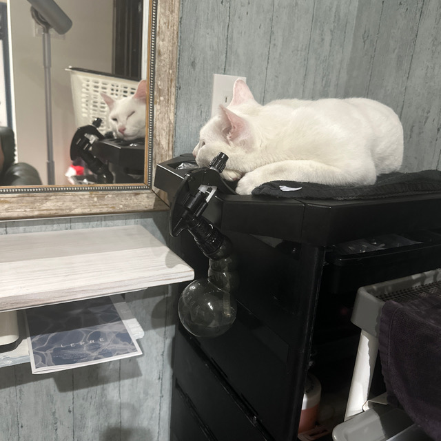 山口市/美容室/美容院/シューケット/防府市/美祢市/萩市/周南市/宇部市/下関市/山口/島根/広島/子供カット/胎毛筆/赤ちゃんの筆/日本髪/七五三 山口市/美容室/美容院/シューケット/防府市/美祢市/萩市/周南市/宇部市/下関市/山口/島根/広島/子供カット/胎毛筆/赤ちゃんの筆/日本髪/七五三