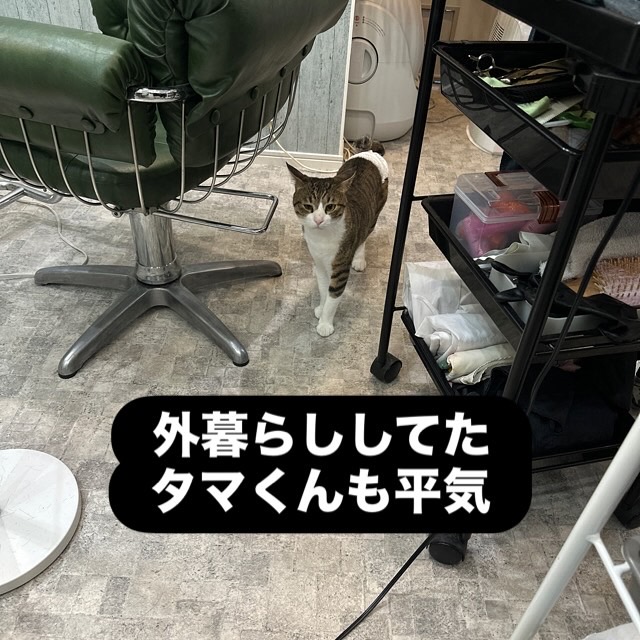 山口市/美容室/美容院/猫カフェ/猫/シューケット/防府市/美祢市/萩市/周南市/宇部市/下関市/山口/島根/広島