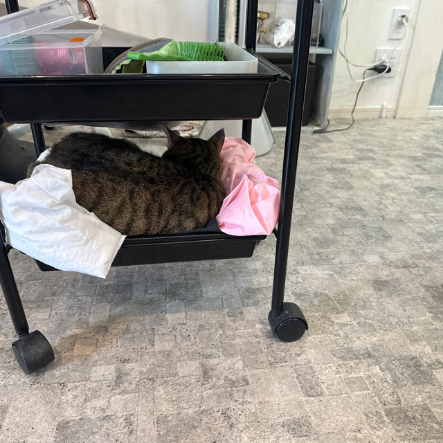 山口市/美容室/美容院/猫カフェ/猫/シューケット/防府市/美祢市/萩市/周南市/宇部市/下関市/山口/島根/広島