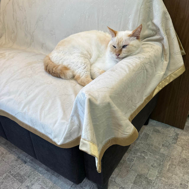 山口市/美容室/美容院/猫カフェ/猫/シューケット/防府市/美祢市/萩市/周南市/宇部市/下関市/山口/島根/広島