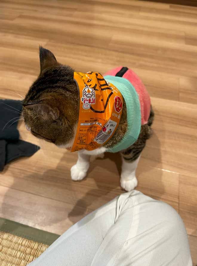 山口市/美容室/美容院/猫カフェ/猫/シューケット/防府市/美祢市/萩市/周南市/宇部市/下関市/山口/島根/広島 山口市/美容室/美容院/猫カフェ/猫/シューケット/防府市/美祢市/萩市/周南市/宇部市/下関市/山口/島根/広島