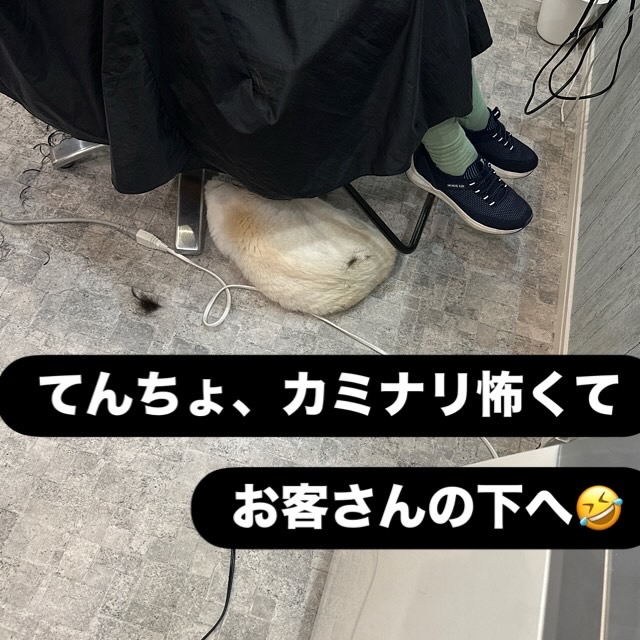 山口市/美容室/美容院/猫カフェ/猫/シューケット/防府市/美祢市/萩市/周南市/宇部市/下関市/山口/島根/広島