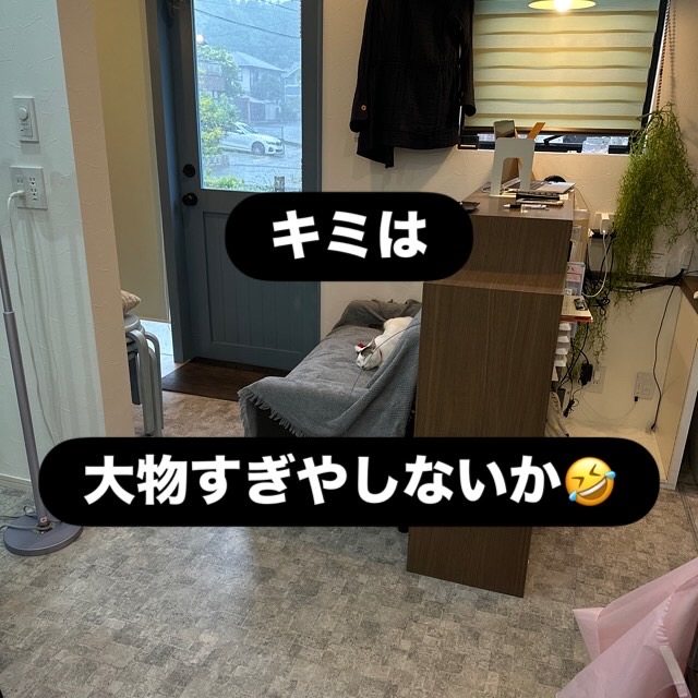 山口市/美容室/美容院/猫カフェ/猫/シューケット/防府市/美祢市/萩市/周南市/宇部市/下関市/山口/島根/広島