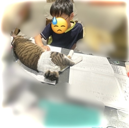 山口市/美容室/美容院/猫カフェ/猫/シューケット/防府市/美祢市/萩市/周南市/宇部市/下関市/山口/島根/広島