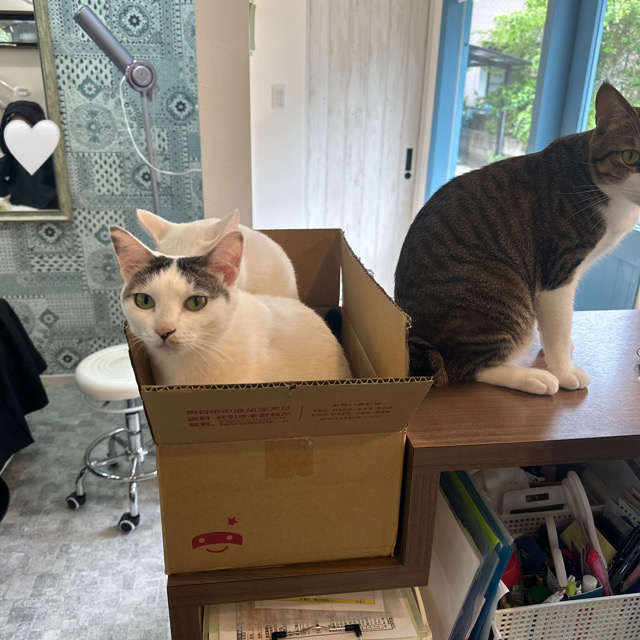 山口市/美容室/美容院/猫カフェ/猫/シューケット/防府市/美祢市/萩市/周南市/宇部市/下関市/山口/島根/広島