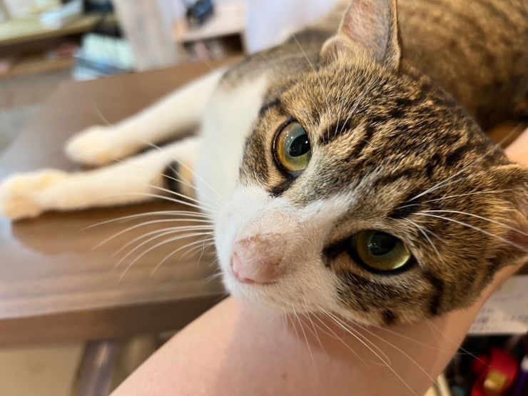 山口市/美容室/美容院/猫カフェ/猫/シューケット/防府市/美祢市/萩市/周南市/宇部市/下関市/山口/島根/広島 山口市/美容室/美容院/猫カフェ/猫/シューケット/防府市/美祢市/萩市/周南市/宇部市/下関市/山口/島根/広島