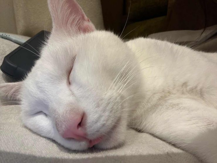 山口市/美容室/美容院/猫カフェ/猫/シューケット/防府市/美祢市/萩市/周南市/宇部市/下関市/山口/島根/広島