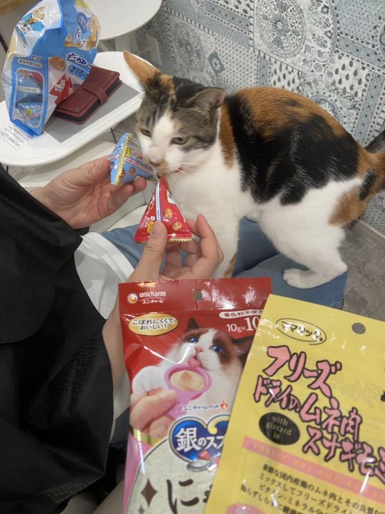 山口市/美容室/美容院/猫カフェ/猫/シューケット/防府市/美祢市/萩市/周南市/宇部市/下関市/山口/島根/広島 山口市/美容室/美容院/猫カフェ/猫/シューケット/防府市/美祢市/萩市/周南市/宇部市/下関市/山口/島根/広島