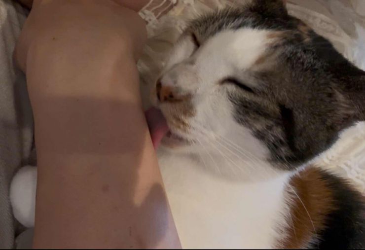 山口市/美容室/美容院/猫カフェ 猫/シューケット/防府市/美祢市/萩市/周南市/宇部市/下関市/山口/島根/広島 山口市/美容室/美容院/猫カフェ 猫/シューケット/防府市/美祢市/萩市/周南市/宇部市/下関市/山口/島根/広島
