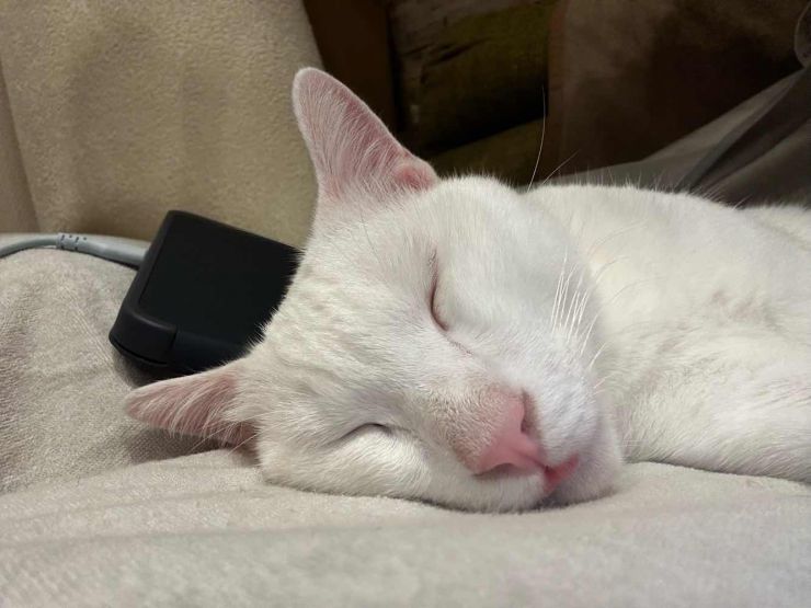 山口市/美容室/美容院/猫カフェ/猫/シューケット/防府市/美祢市/萩市/周南市/宇部市/下関市/山口/島根/広島