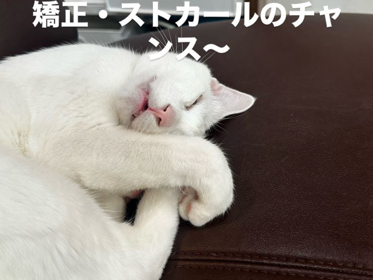 山口市/美容室/美容院/猫カフェ/猫/シューケット/防府市/美祢市/萩市/周南市/宇部市/下関市/山口/島根/広島 山口市/美容室/美容院/猫カフェ/猫/シューケット/防府市/美祢市/萩市/周南市/宇部市/下関市/山口/島根/広島