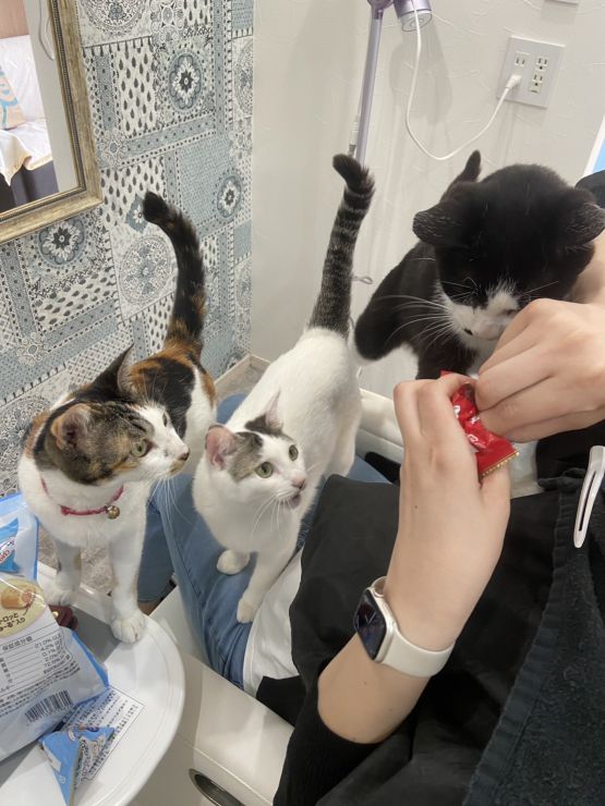山口市/美容室/美容院/猫カフェ/猫/シューケット/防府市/美祢市/萩市/周南市/宇部市/下関市/山口/島根/広島 山口市/美容室/美容院/猫カフェ/猫/シューケット/防府市/美祢市/萩市/周南市/宇部市/下関市/山口/島根/広島