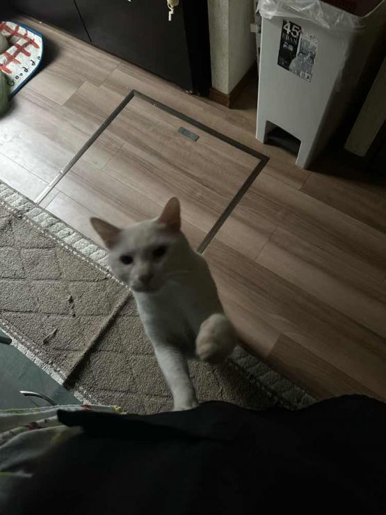 山口市/美容室/美容院/猫カフェ/猫/シューケット/防府市/美祢市/萩市/周南市/宇部市/下関市/山口/島根/広島