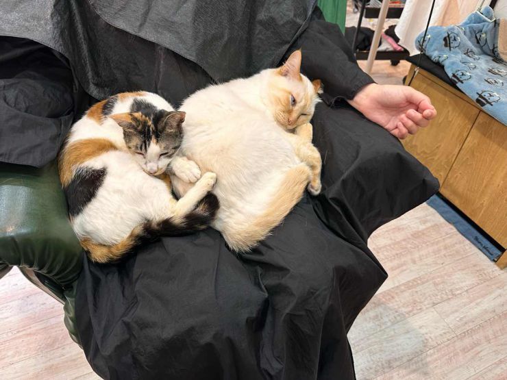 山口市/美容室/美容院/猫カフェ/猫/シューケット/防府市/美祢市/萩市/周南市/宇部市/下関市/山口/島根/広島 山口市/美容室/美容院/猫カフェ/猫/シューケット/防府市/美祢市/萩市/周南市/宇部市/下関市/山口/島根/広島