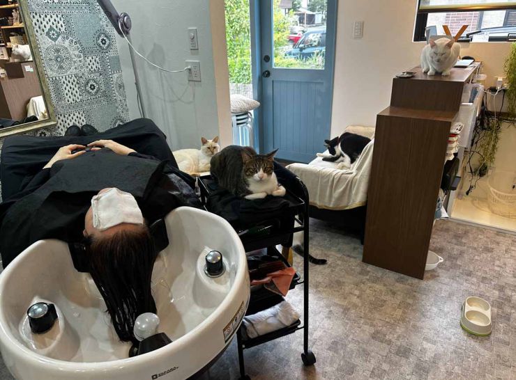 山口市/美容室/美容院/猫カフェ/猫/シューケット/防府市/美祢市/萩市/周南市/宇部市/下関市/山口/島根/広島