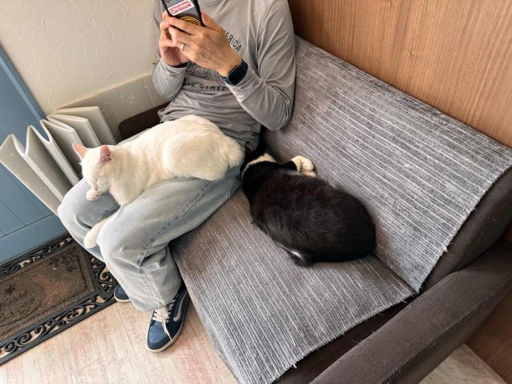 山口市/美容室/美容院/猫カフェ/猫/シューケット/防府市/美祢市/萩市/周南市/宇部市/下関市/山口/島根/広島 山口市/美容室/美容院/猫カフェ/猫/シューケット/防府市/美祢市/萩市/周南市/宇部市/下関市/山口/島根/広島