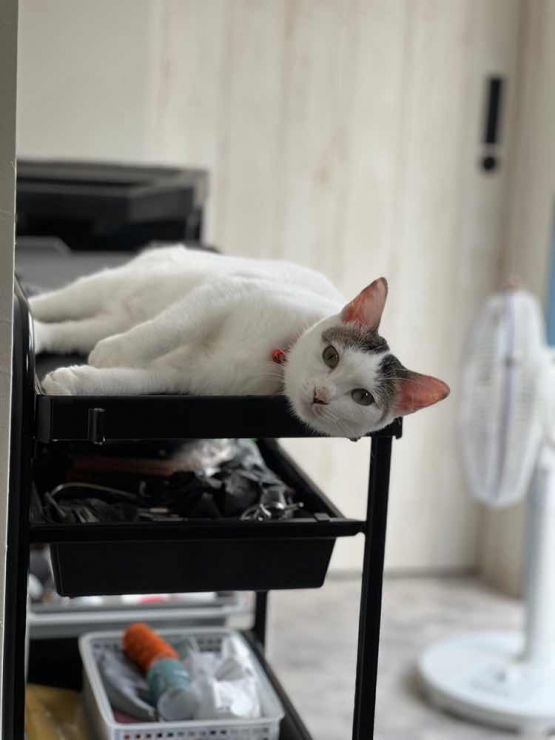 山口市/美容室/美容院/猫カフェ/猫/シューケット/防府市/美祢市/萩市/周南市/宇部市/下関市/山口/島根/広島 山口市/美容室/美容院/猫カフェ/猫/シューケット/防府市/美祢市/萩市/周南市/宇部市/下関市/山口/島根/広島