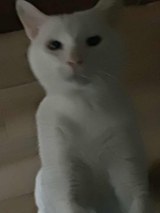 山口市/美容室/美容院/猫カフェ/猫/シューケット/防府市/美祢市/萩市/周南市/宇部市/下関市/山口/島根/広島