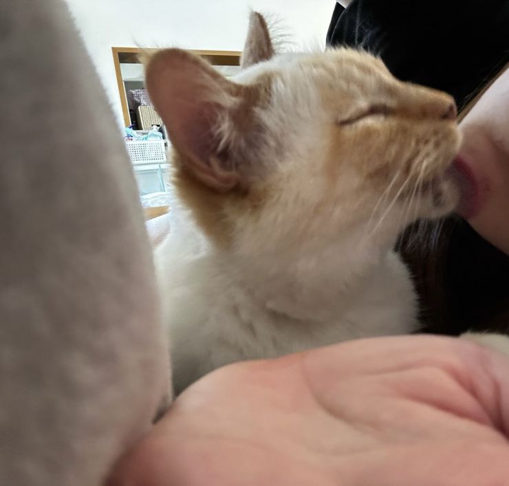 山口市/美容室/美容院/猫カフェ/猫/シューケット/防府市/美祢市/萩市/周南市/宇部市/下関市/山口/島根/広島 山口市/美容室/美容院/猫カフェ/猫/シューケット/防府市/美祢市/萩市/周南市/宇部市/下関市/山口/島根/広島