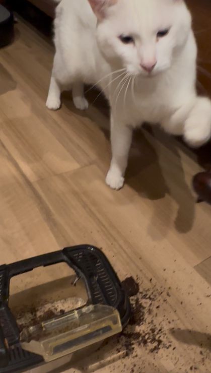 山口市/美容室/美容院/猫カフェ 猫/シューケット/防府市/美祢市/萩市/周南市/宇部市/下関市/山口/島根/広島 山口市/美容室/美容院/猫カフェ 猫/シューケット/防府市/美祢市/萩市/周南市/宇部市/下関市/山口/島根/広島