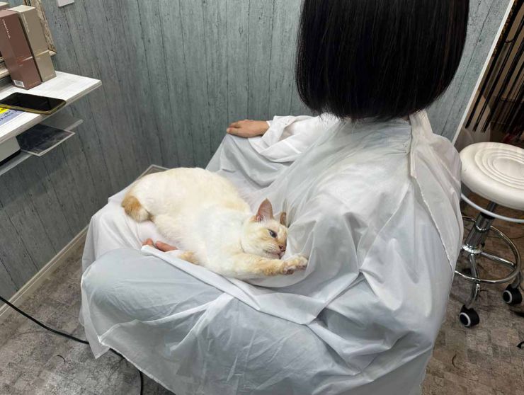 山口市/美容室/美容院/猫カフェ/猫/シューケット/防府市/美祢市/萩市/周南市/宇部市/下関市/山口/島根/広島