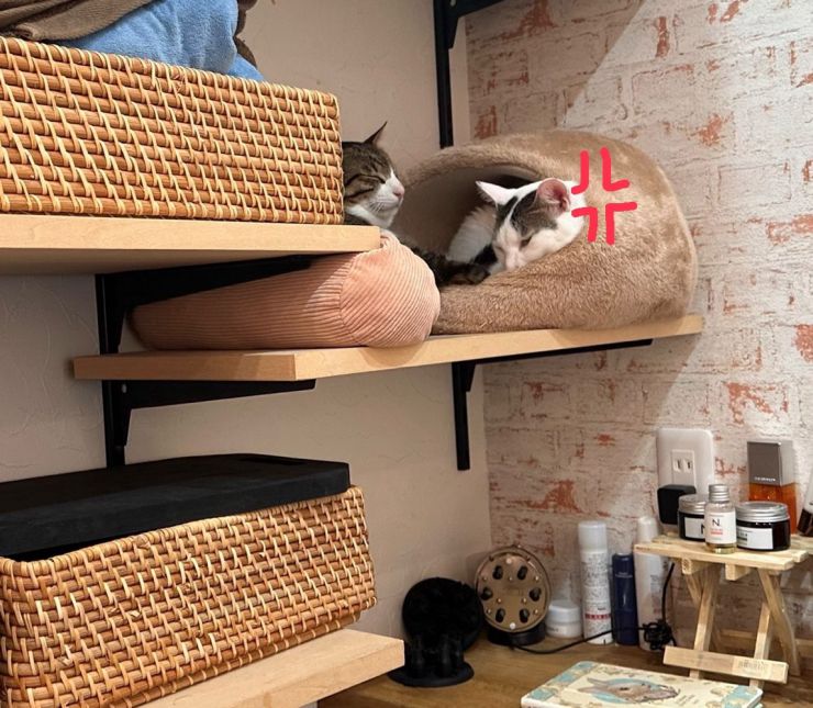 山口市/美容室/美容院/猫カフェ/猫/シューケット/防府市/美祢市/萩市/周南市/宇部市/下関市/山口/島根/広島 山口市/美容室/美容院/猫カフェ/猫/シューケット/防府市/美祢市/萩市/周南市/宇部市/下関市/山口/島根/広島