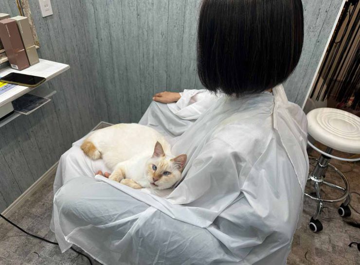 山口市/美容室/美容院/猫カフェ/猫/シューケット/防府市/美祢市/萩市/周南市/宇部市/下関市/山口/島根/広島