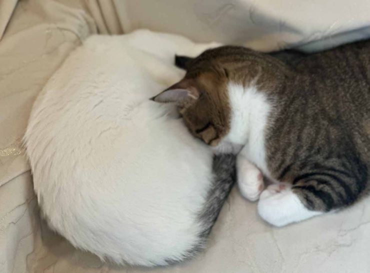 山口市/美容室/美容院/猫カフェ/猫/シューケット/防府市/美祢市/萩市/周南市/宇部市/下関市/山口/島根/広島