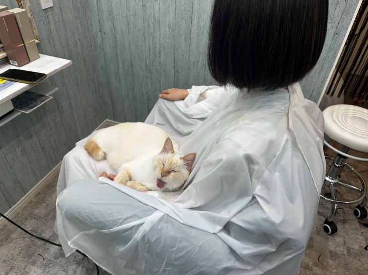 山口市/美容室/美容院/猫カフェ/猫/シューケット/防府市/美祢市/萩市/周南市/宇部市/下関市/山口/島根/広島