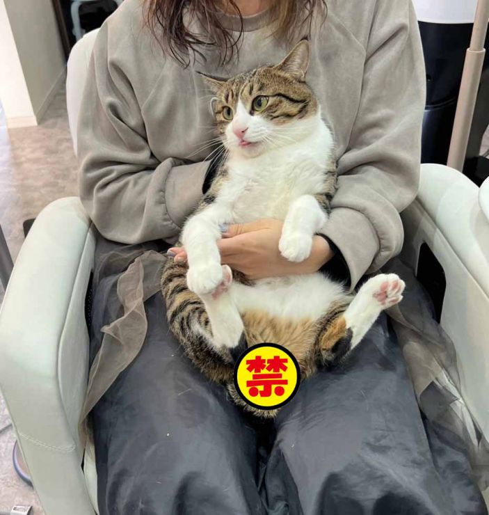 山口市/美容室/美容院/猫カフェ/猫/シューケット/防府市/美祢市/萩市/周南市/宇部市/下関市/山口/島根/広島 山口市/美容室/美容院/猫カフェ/猫/シューケット/防府市/美祢市/萩市/周南市/宇部市/下関市/山口/島根/広島