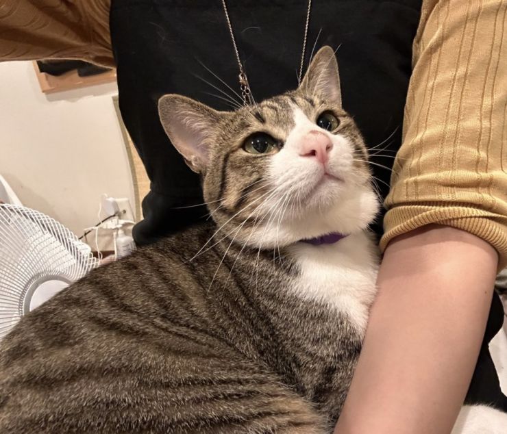 山口市/美容室/美容院/猫カフェ/猫/シューケット/防府市/美祢市/萩市/周南市/宇部市/下関市/山口/島根/広島 山口市/美容室/美容院/猫カフェ/猫/シューケット/防府市/美祢市/萩市/周南市/宇部市/下関市/山口/島根/広島