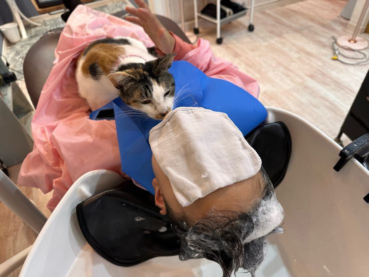 山口市/美容室/美容院/猫カフェ/猫/シューケット/防府市/美祢市/萩市/周南市/宇部市/下関市/山口/島根/広島 山口市/美容室/美容院/猫カフェ/猫/シューケット/防府市/美祢市/萩市/周南市/宇部市/下関市/山口/島根/広島