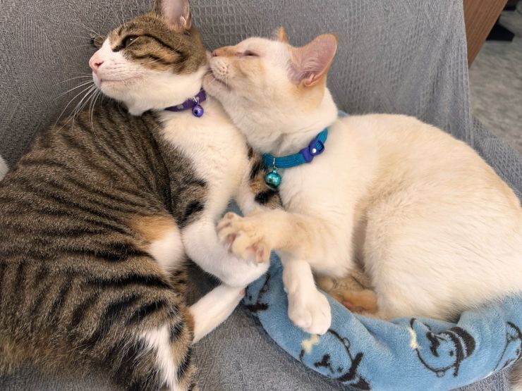 山口市/美容室/美容院/猫カフェ/猫/シューケット/防府市/美祢市/萩市/周南市/宇部市/下関市/山口/島根/広島 山口市/美容室/美容院/猫カフェ/猫/シューケット/防府市/美祢市/萩市/周南市/宇部市/下関市/山口/島根/広島