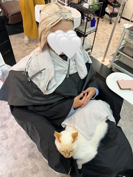 山口市/美容室/美容院/猫カフェ/猫/シューケット/防府市/美祢市/萩市/周南市/宇部市/下関市/山口/島根/広島 山口市/美容室/美容院/猫カフェ/猫/シューケット/防府市/美祢市/萩市/周南市/宇部市/下関市/山口/島根/広島