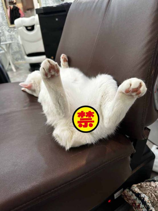 山口市/美容室/美容院/猫カフェ/猫/シューケット/防府市/美祢市/萩市/周南市/宇部市/下関市/山口/島根/広島 山口市/美容室/美容院/猫カフェ/猫/シューケット/防府市/美祢市/萩市/周南市/宇部市/下関市/山口/島根/広島