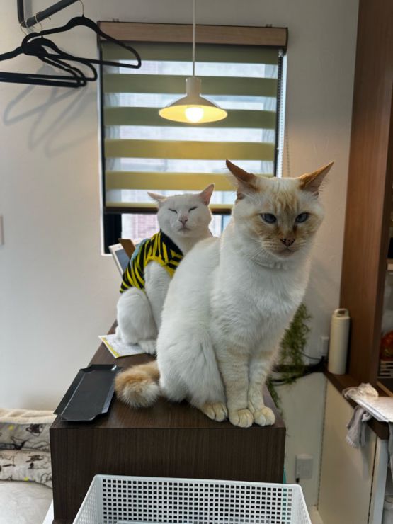 山口市/美容室/美容院/猫カフェ/猫/シューケット/防府市/美祢市/萩市/周南市/宇部市/下関市/山口/島根/広島 山口市/美容室/美容院/猫カフェ/猫/シューケット/防府市/美祢市/萩市/周南市/宇部市/下関市/山口/島根/広島