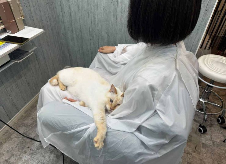 山口市/美容室/美容院/猫カフェ/猫/シューケット/防府市/美祢市/萩市/周南市/宇部市/下関市/山口/島根/広島