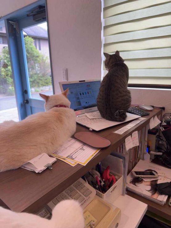 山口市/美容室/美容院/猫カフェ/猫/シューケット/防府市/美祢市/萩市/周南市/宇部市/下関市/山口/島根/広島 山口市/美容室/美容院/猫カフェ/猫/シューケット/防府市/美祢市/萩市/周南市/宇部市/下関市/山口/島根/広島