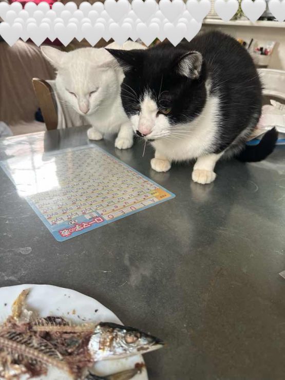 山口市/美容室/美容院/シューケット/防府市/美祢市/萩市/周南市/宇部市/下関市/山口/島根/広島/子供カット/胎毛筆/赤ちゃんの筆/日本髪/七五三 山口市/美容室/美容院/シューケット/防府市/美祢市/萩市/周南市/宇部市/下関市/山口/島根/広島/子供カット/胎毛筆/赤ちゃんの筆/日本髪/七五三