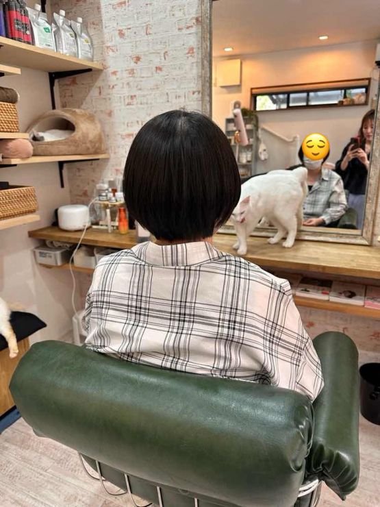 山口市/美容室/美容院/猫カフェ/猫/シューケット/防府市/美祢市/萩市/周南市/宇部市/下関市/山口/島根/広島 山口市/美容室/美容院/猫カフェ/猫/シューケット/防府市/美祢市/萩市/周南市/宇部市/下関市/山口/島根/広島